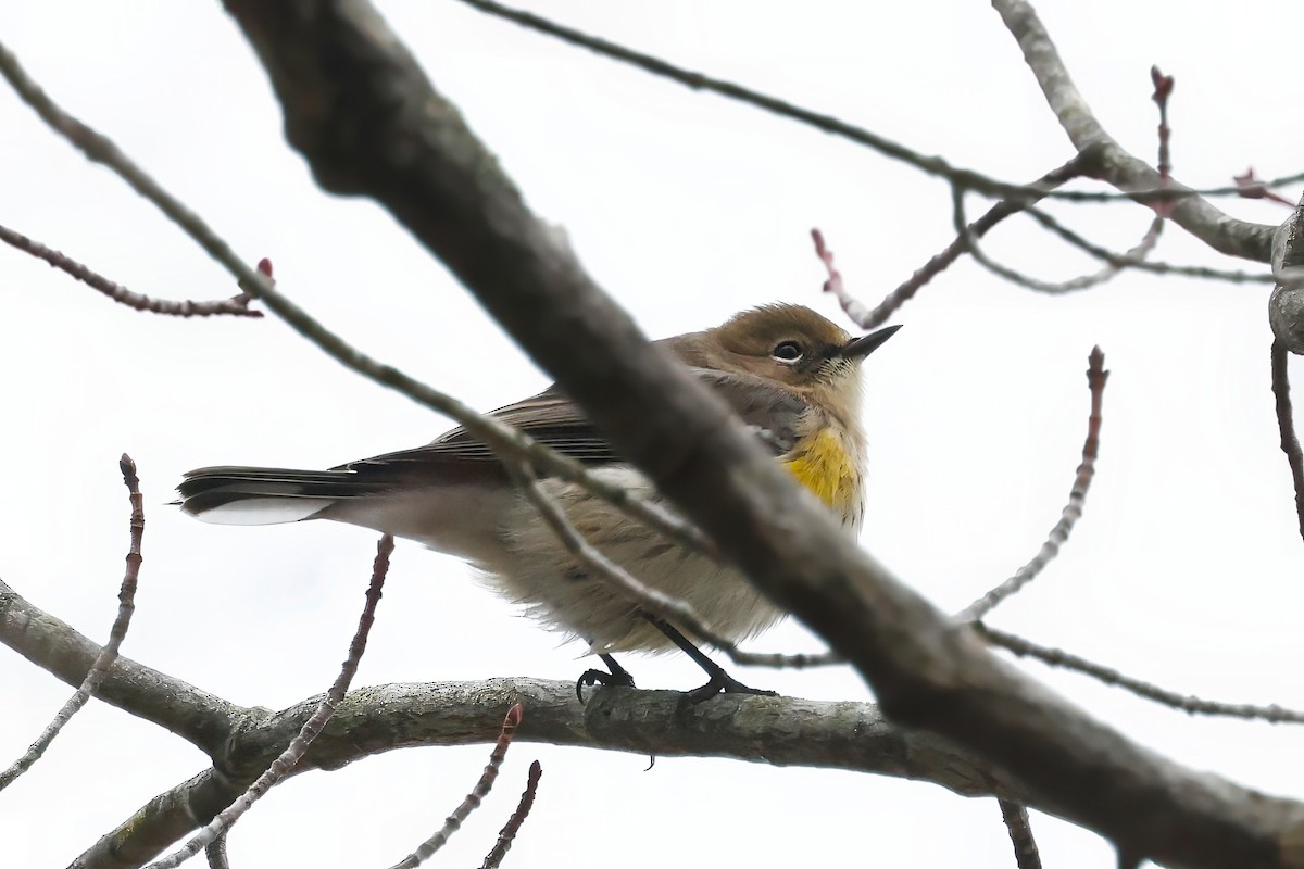 myrteparula - ML644960724