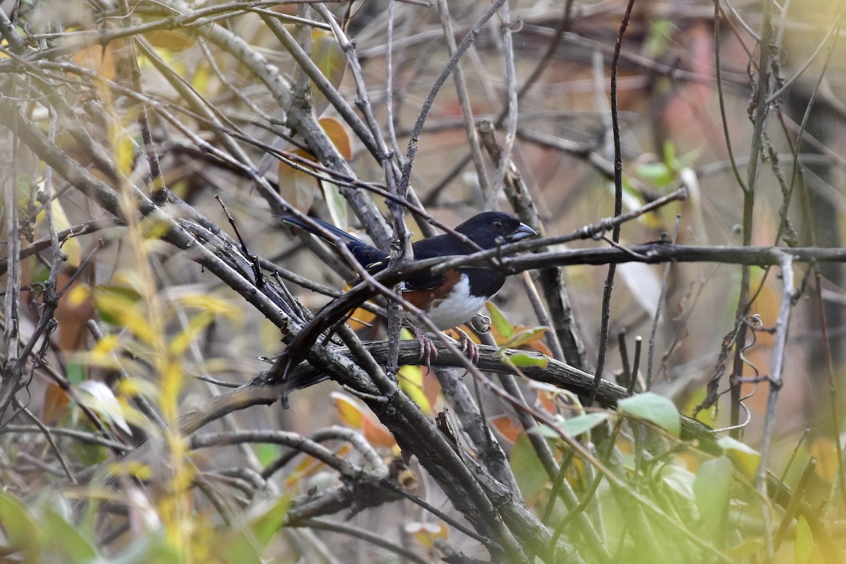 Eastern Towhee - ML644960739