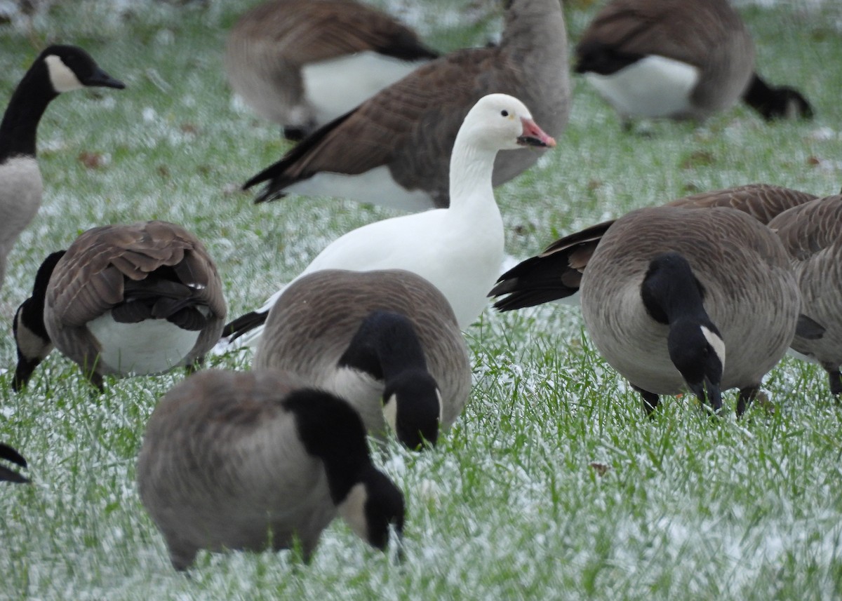 Snow Goose - ML644960801