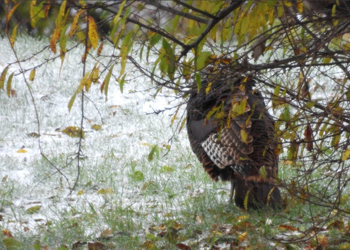 Wild Turkey - ML644960822