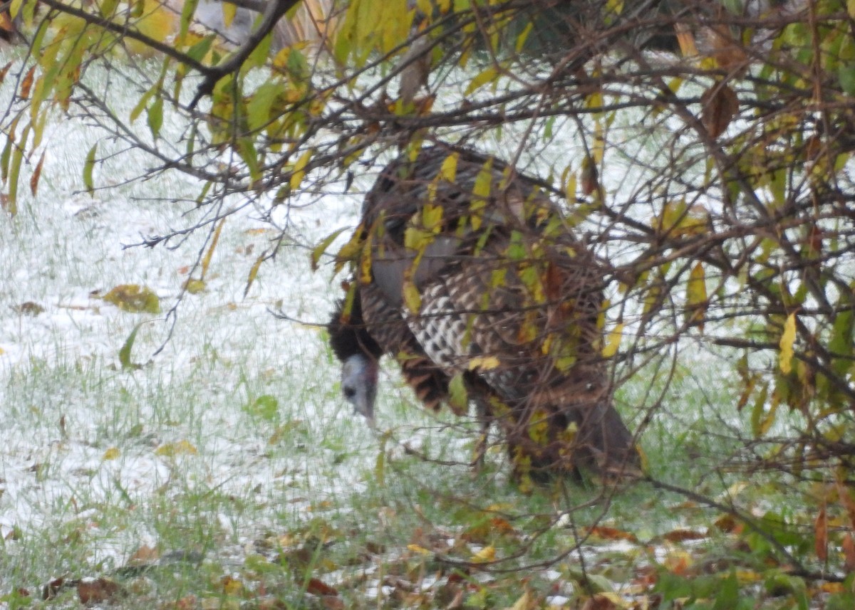 Wild Turkey - ML644960823