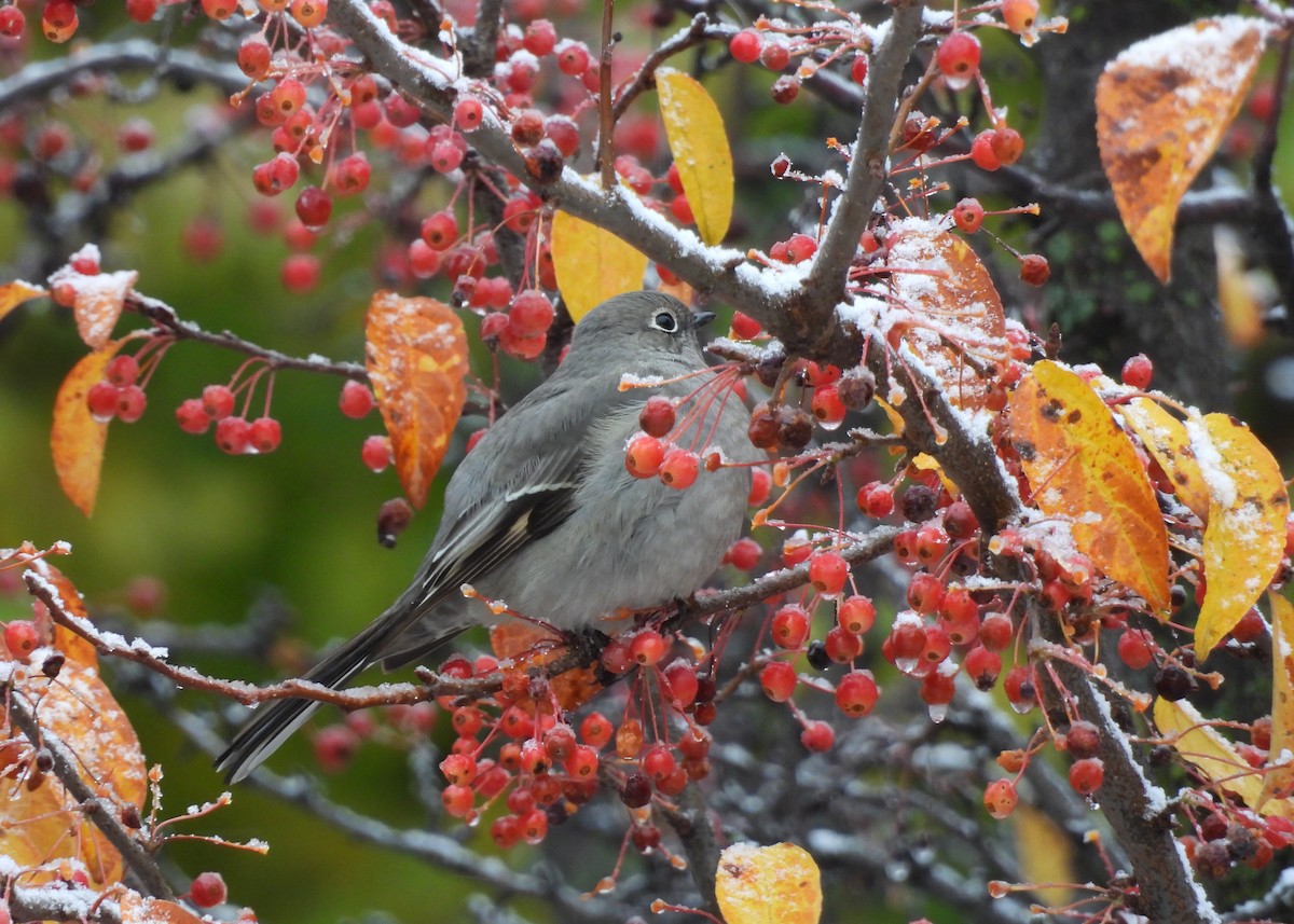 Townsend's Solitaire - ML644960844