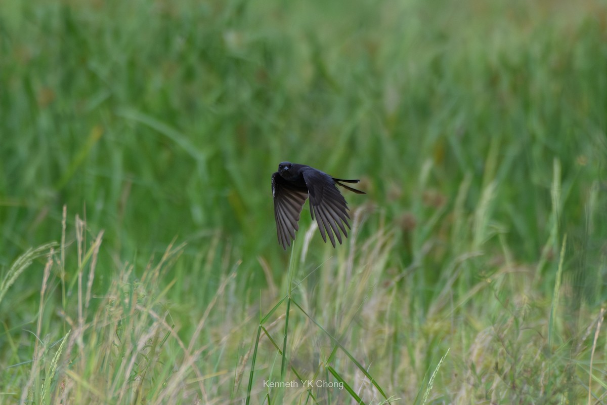 Black Drongo - ML644960861