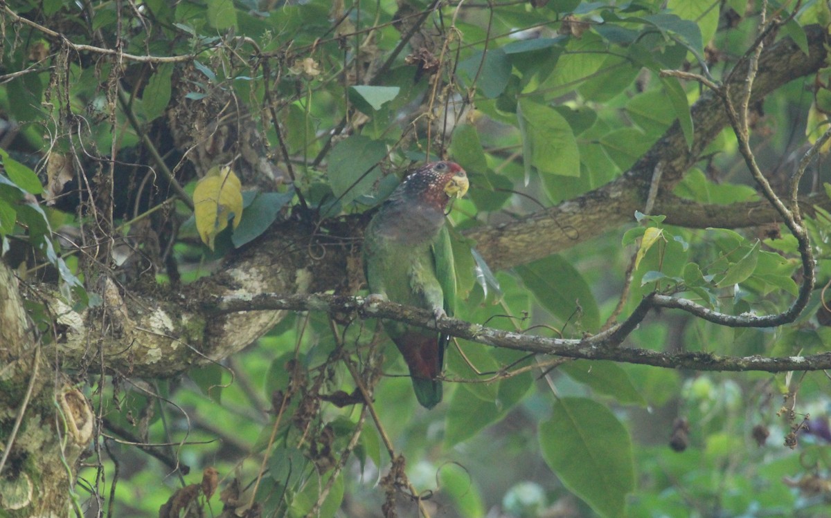 Speckle-faced Parrot - ML644960863
