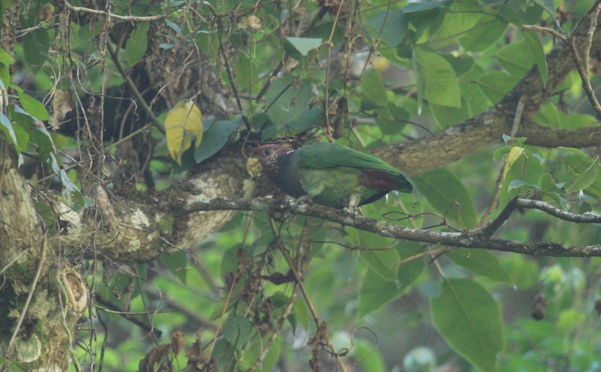 Speckle-faced Parrot - ML644960866