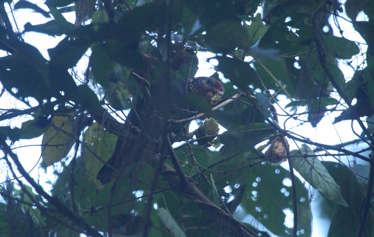 Speckle-faced Parrot - ML644960867