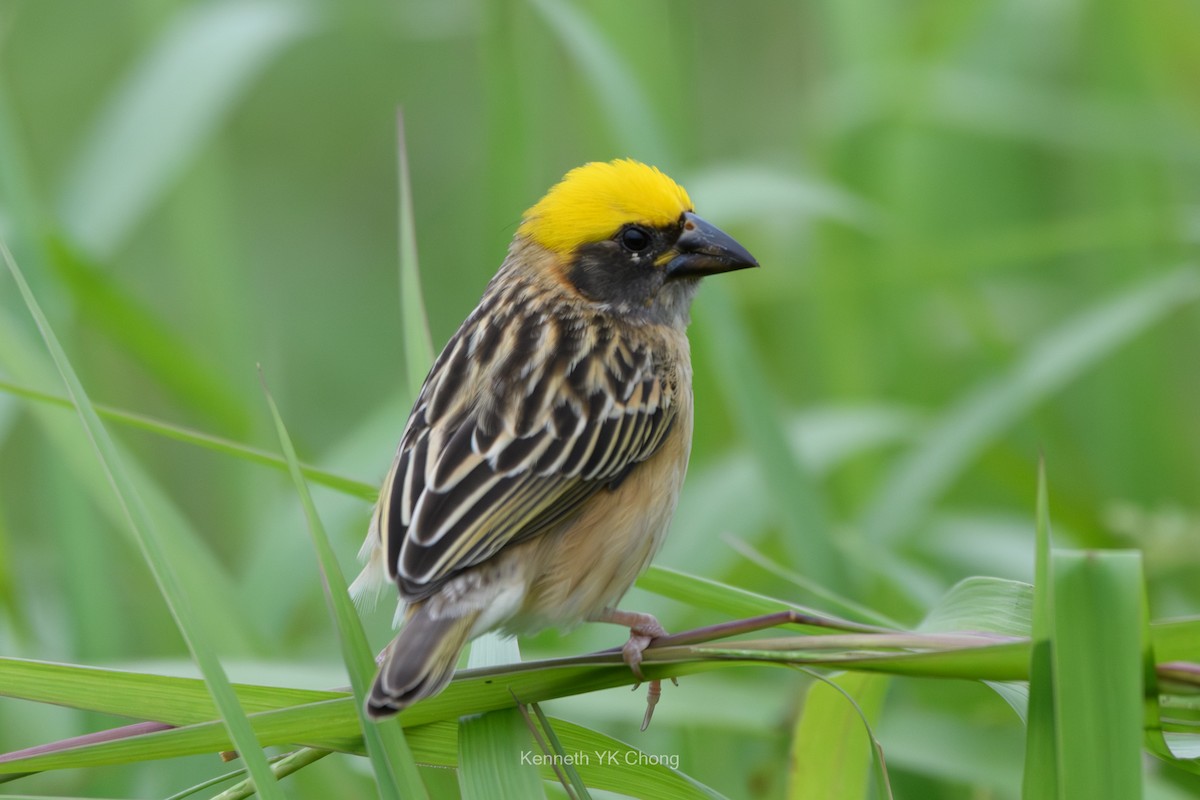 Baya Weaver - ML644960872