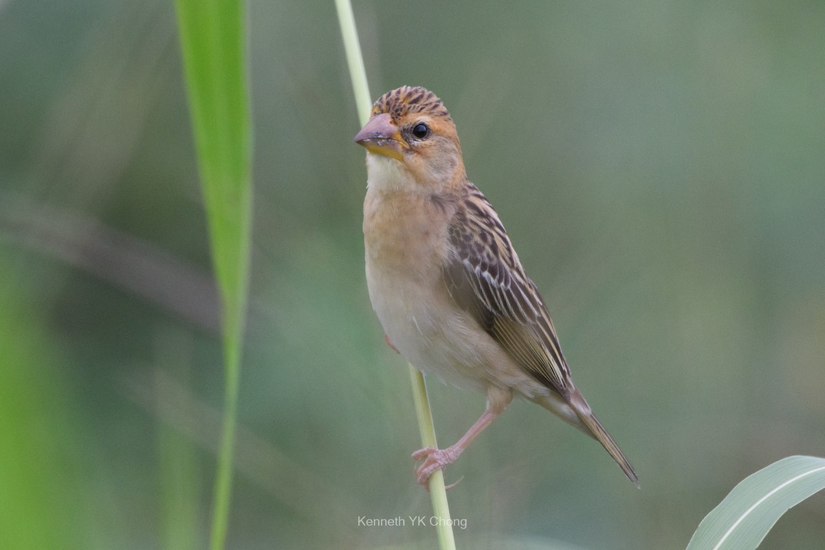 Baya Weaver - ML644960873