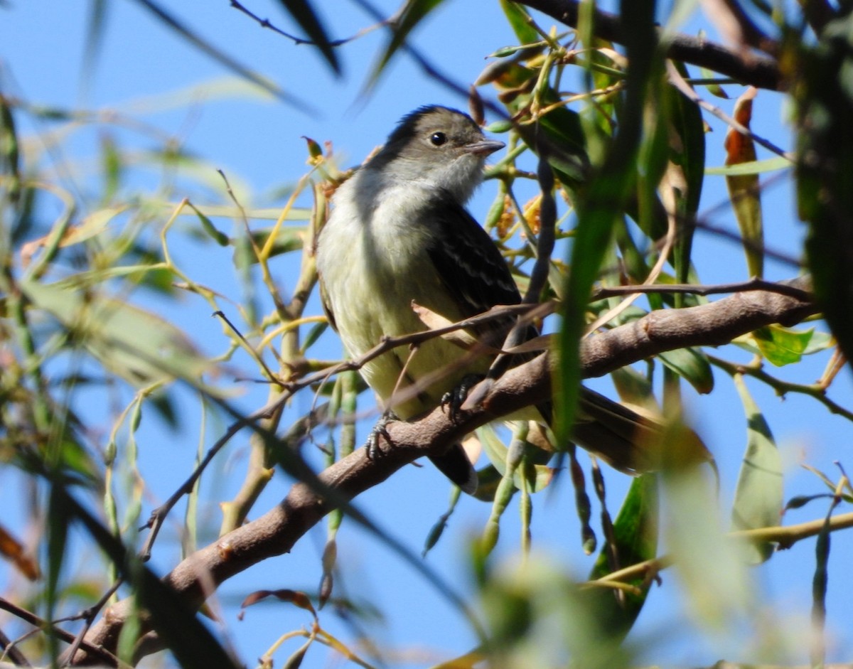 Large Elaenia - ML644960874