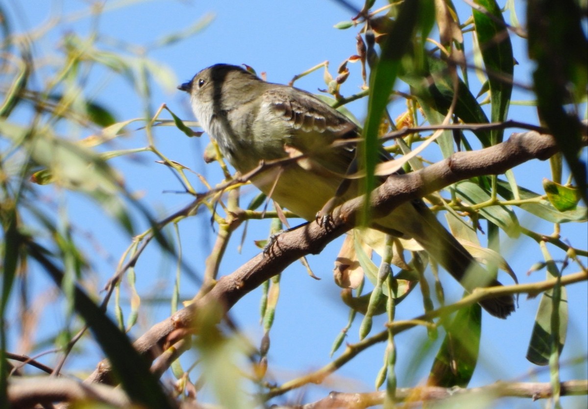 Large Elaenia - ML644960875