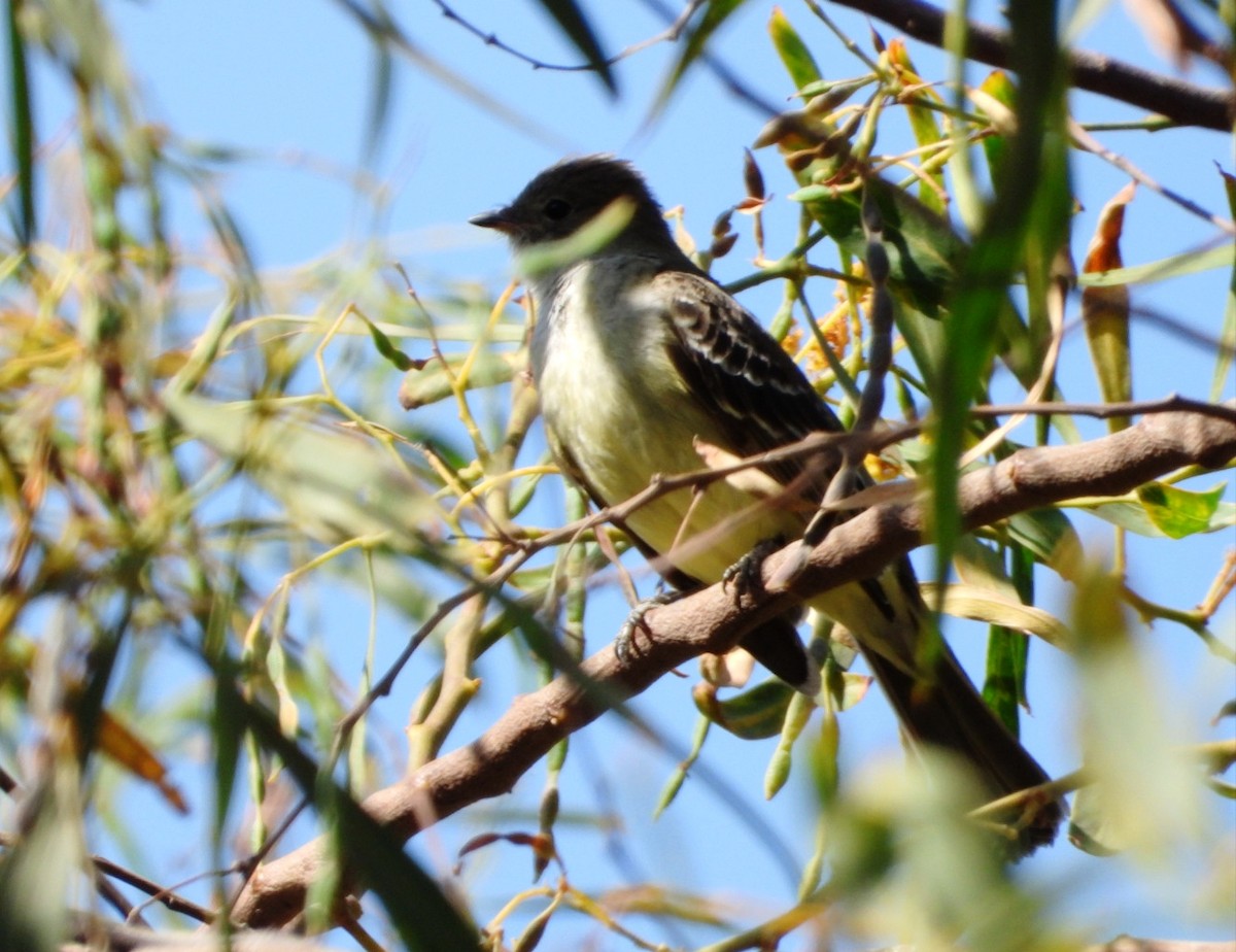 Large Elaenia - ML644960876