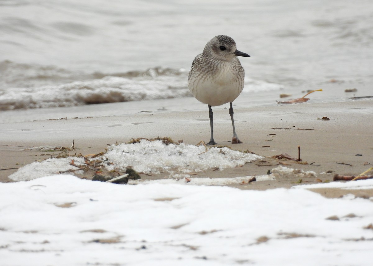 Black-bellied Plover - ML644960898