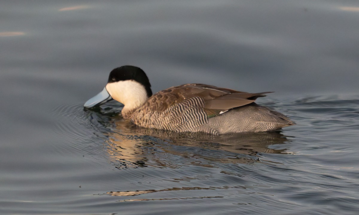 Puna Teal - ML644960905