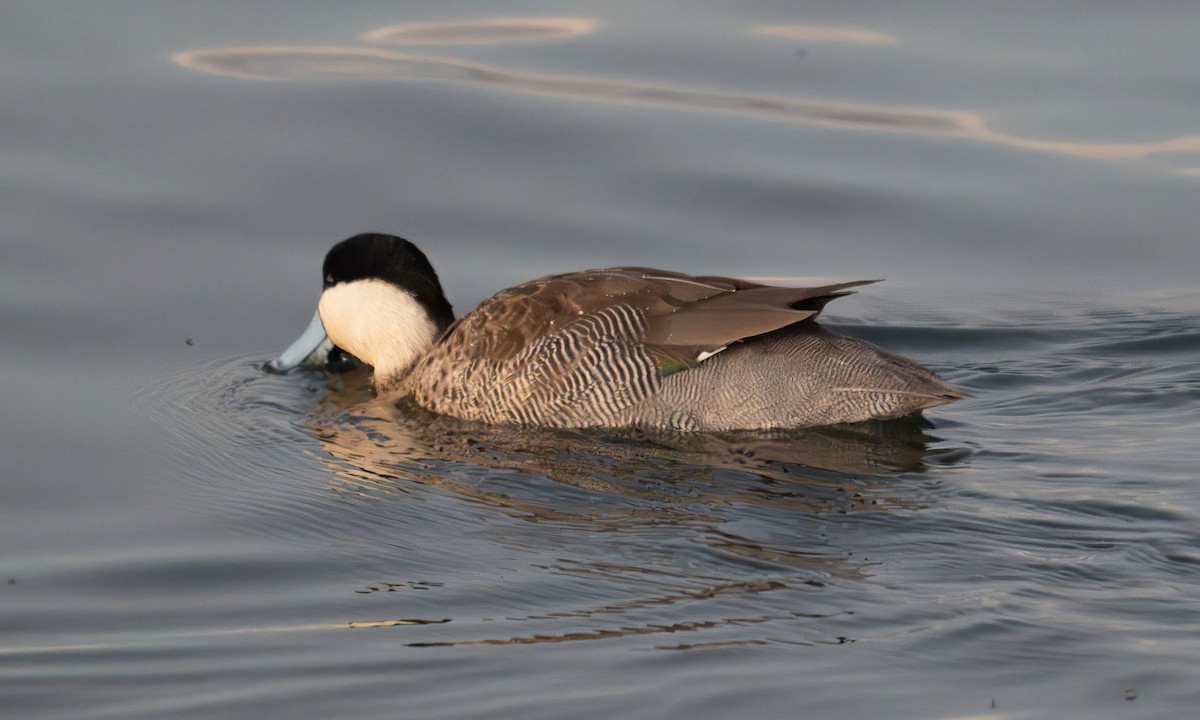 Puna Teal - ML644960906