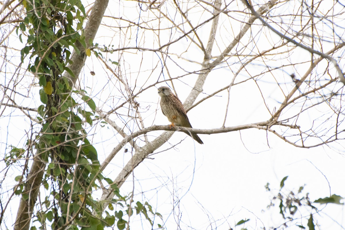 Eurasian Kestrel - ML644960908
