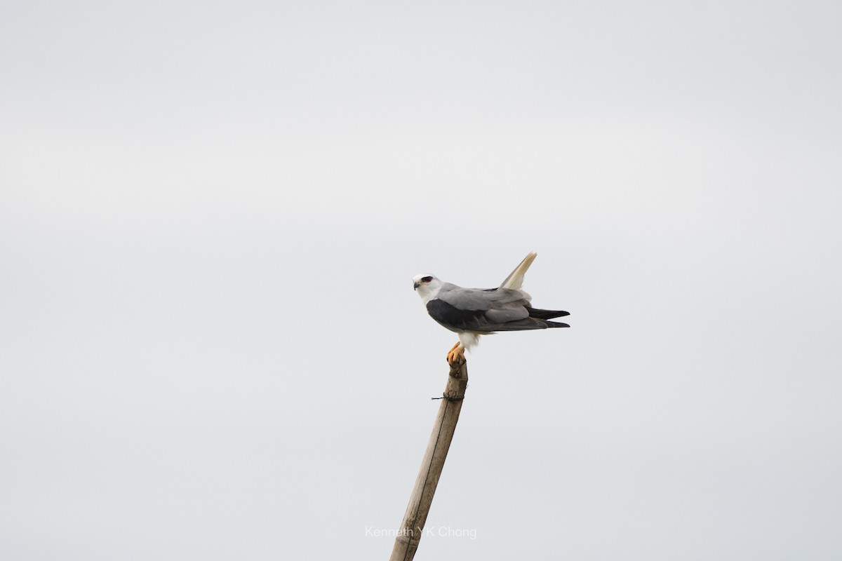 Black-winged Kite - ML644960914