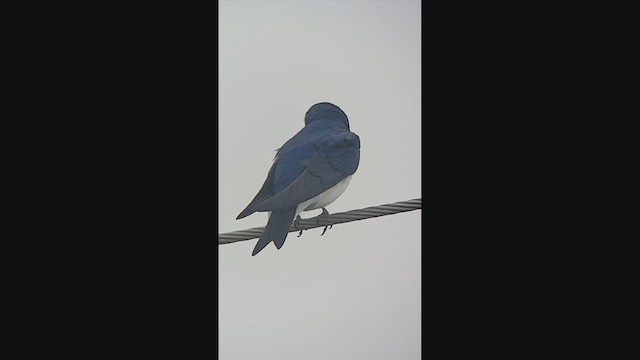 Ağaç Kırlangıcı - ML644960917