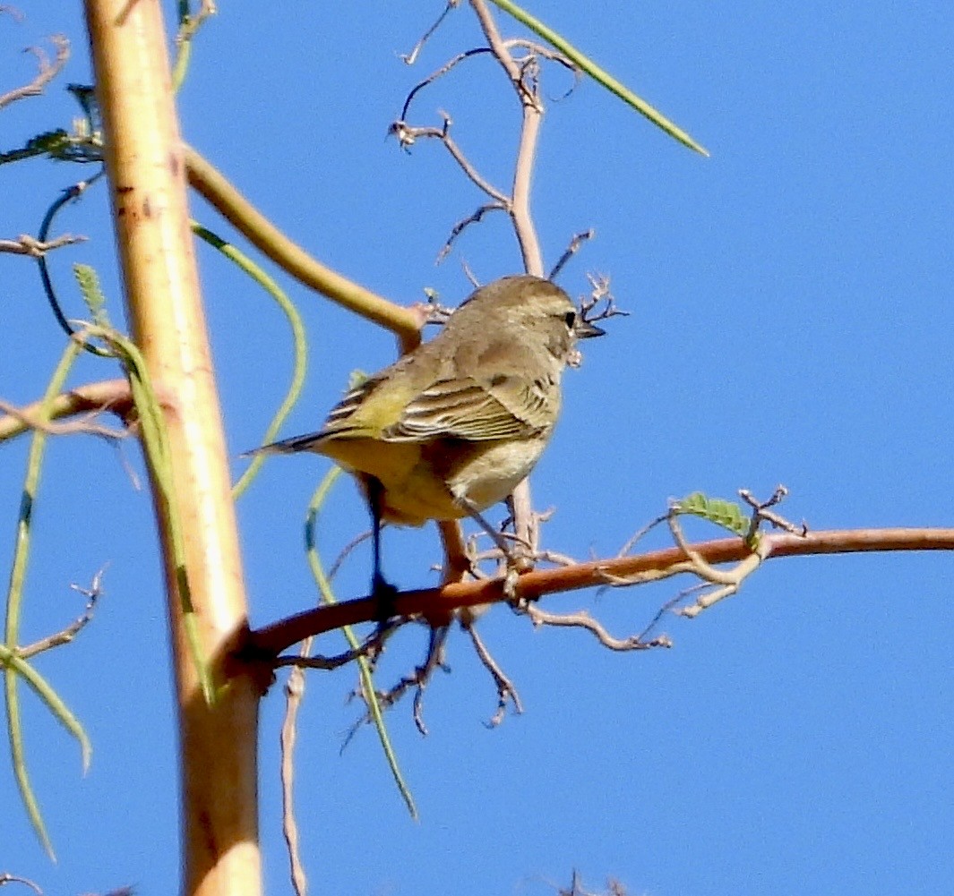 Palm Warbler - ML644960933