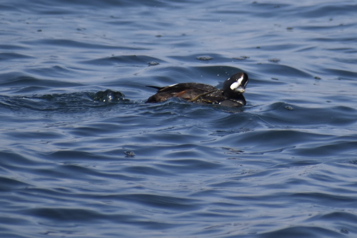 Каменушка - ML644960948