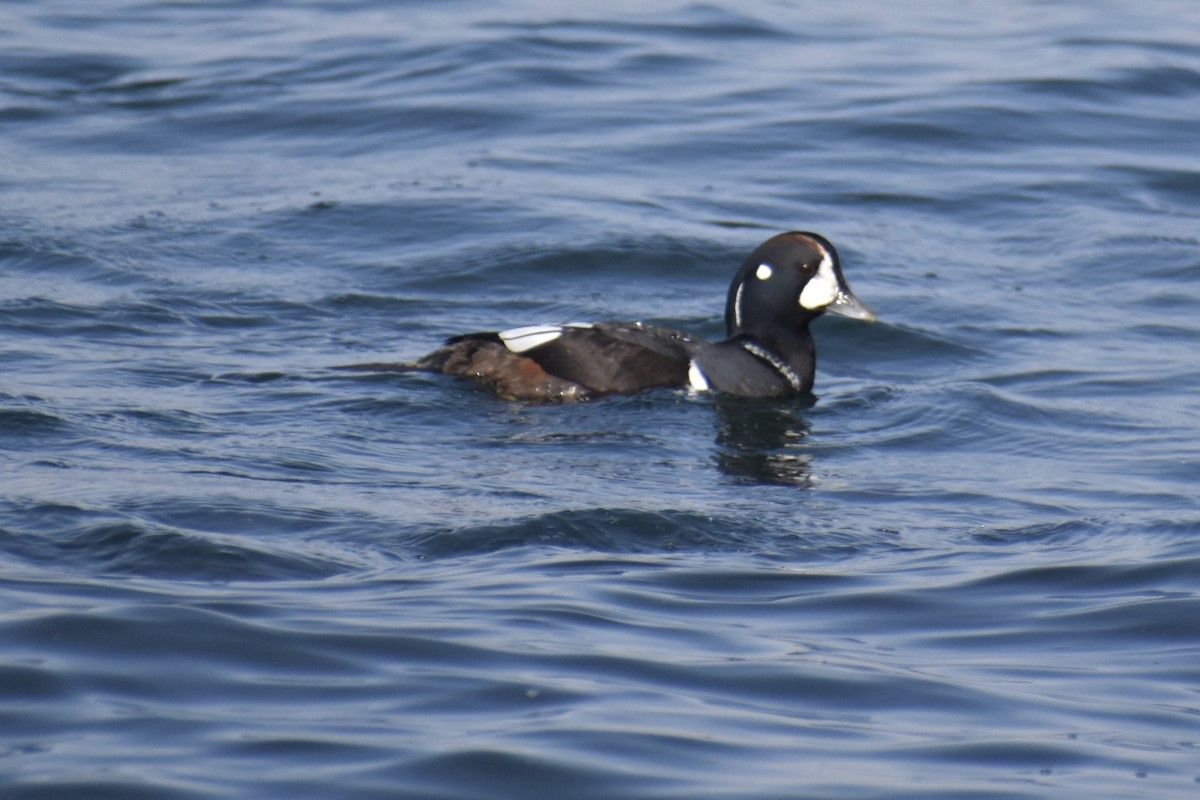 Каменушка - ML644960950