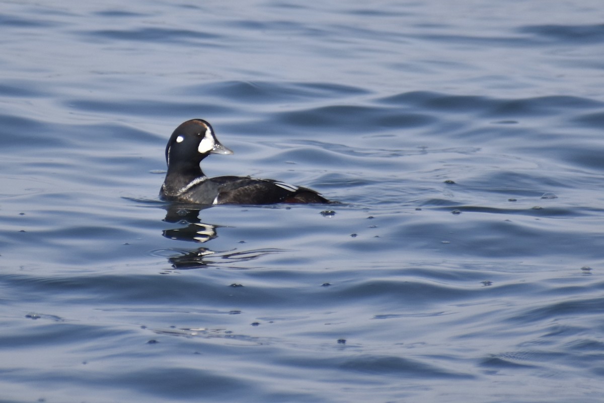 Каменушка - ML644960951