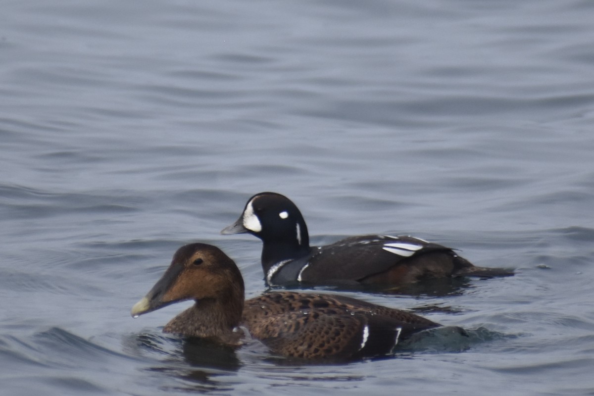 Каменушка - ML644960956