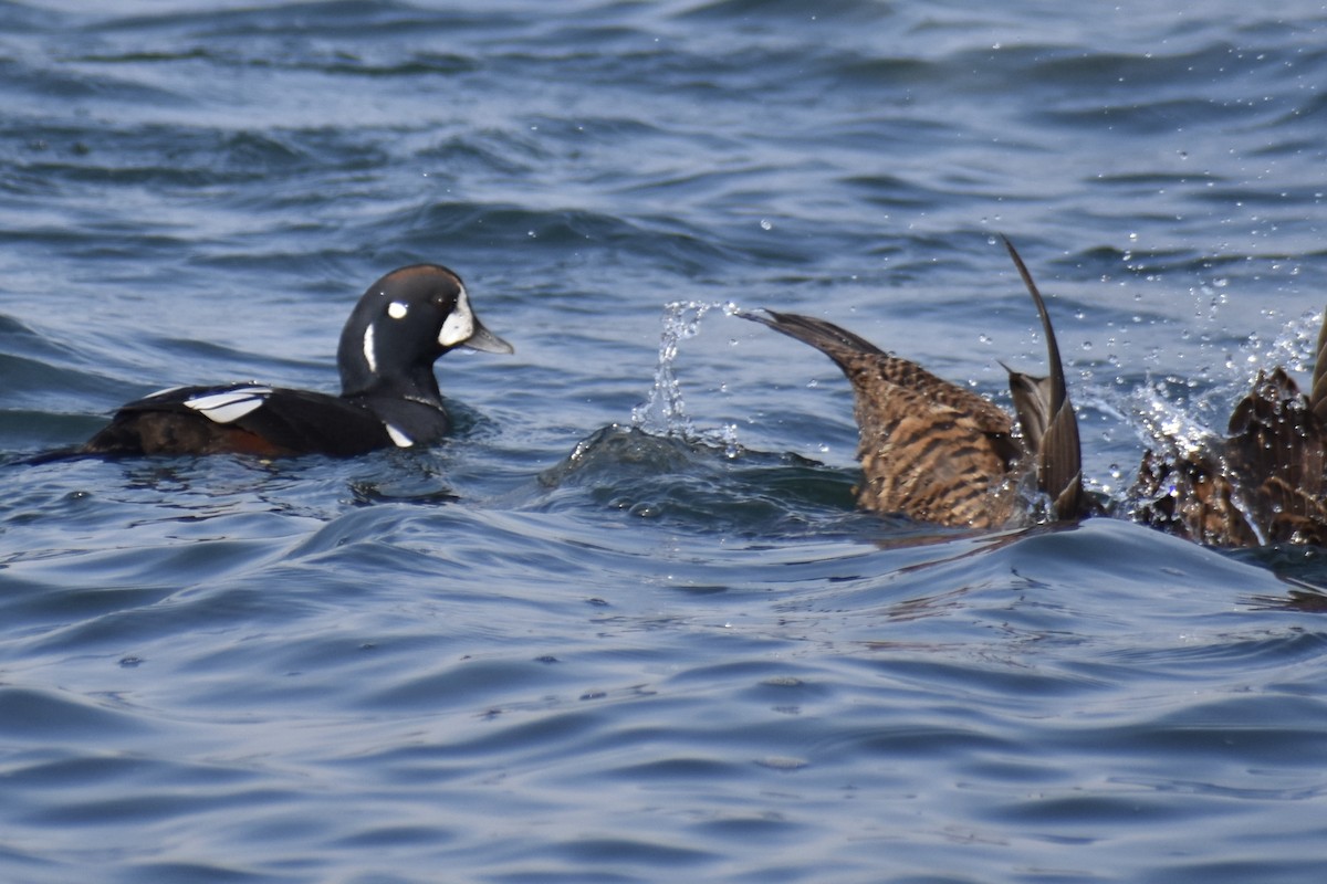 Каменушка - ML644960957