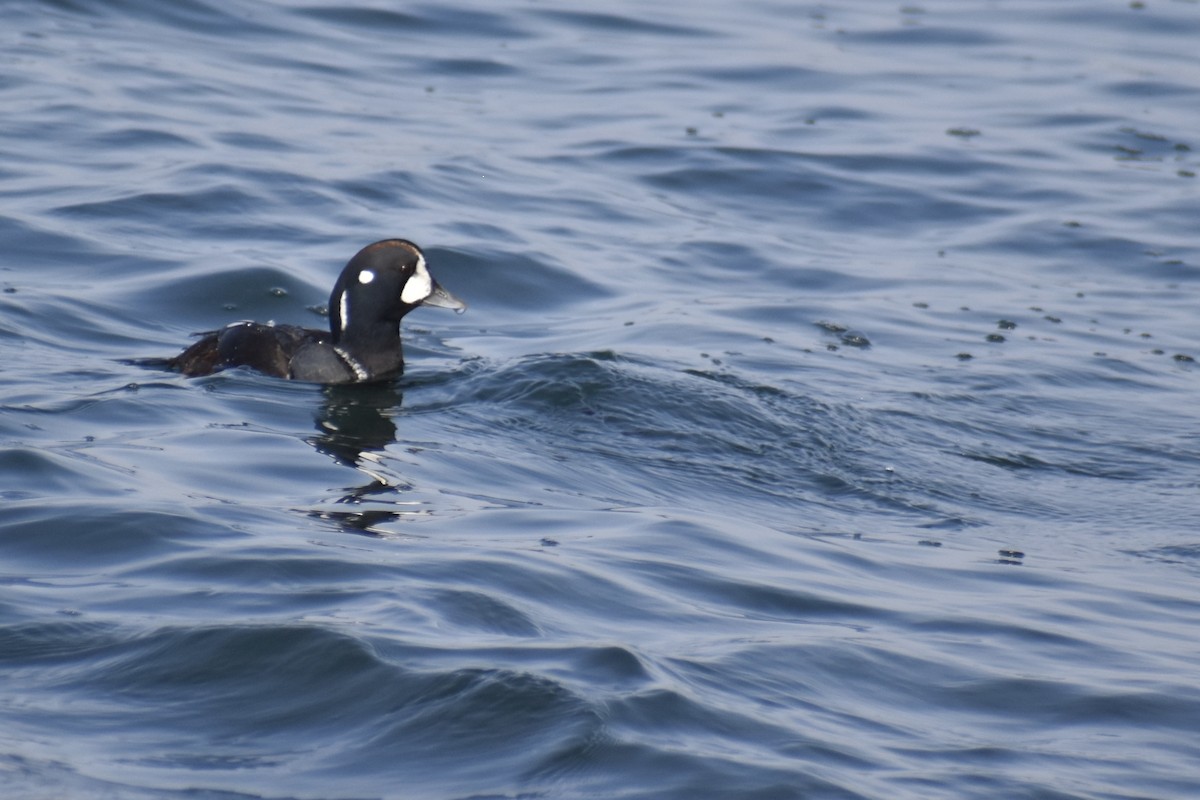 Каменушка - ML644960959