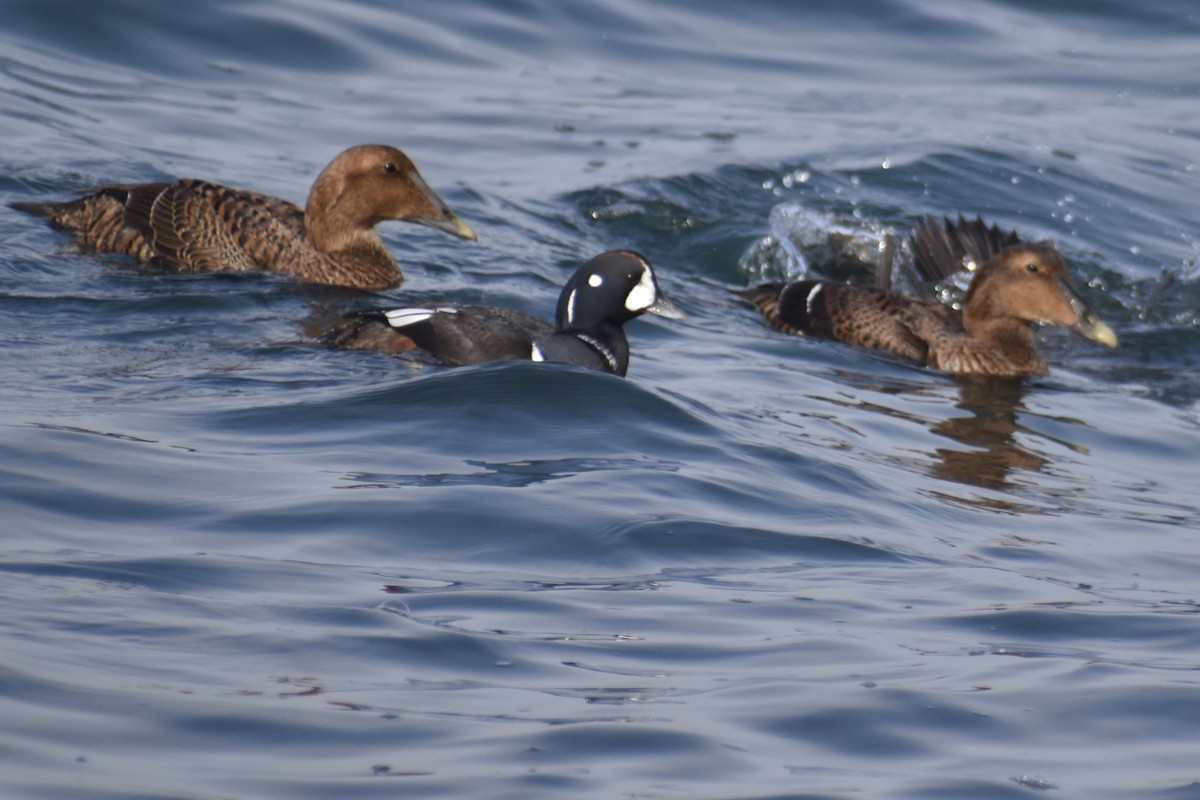 Каменушка - ML644960960