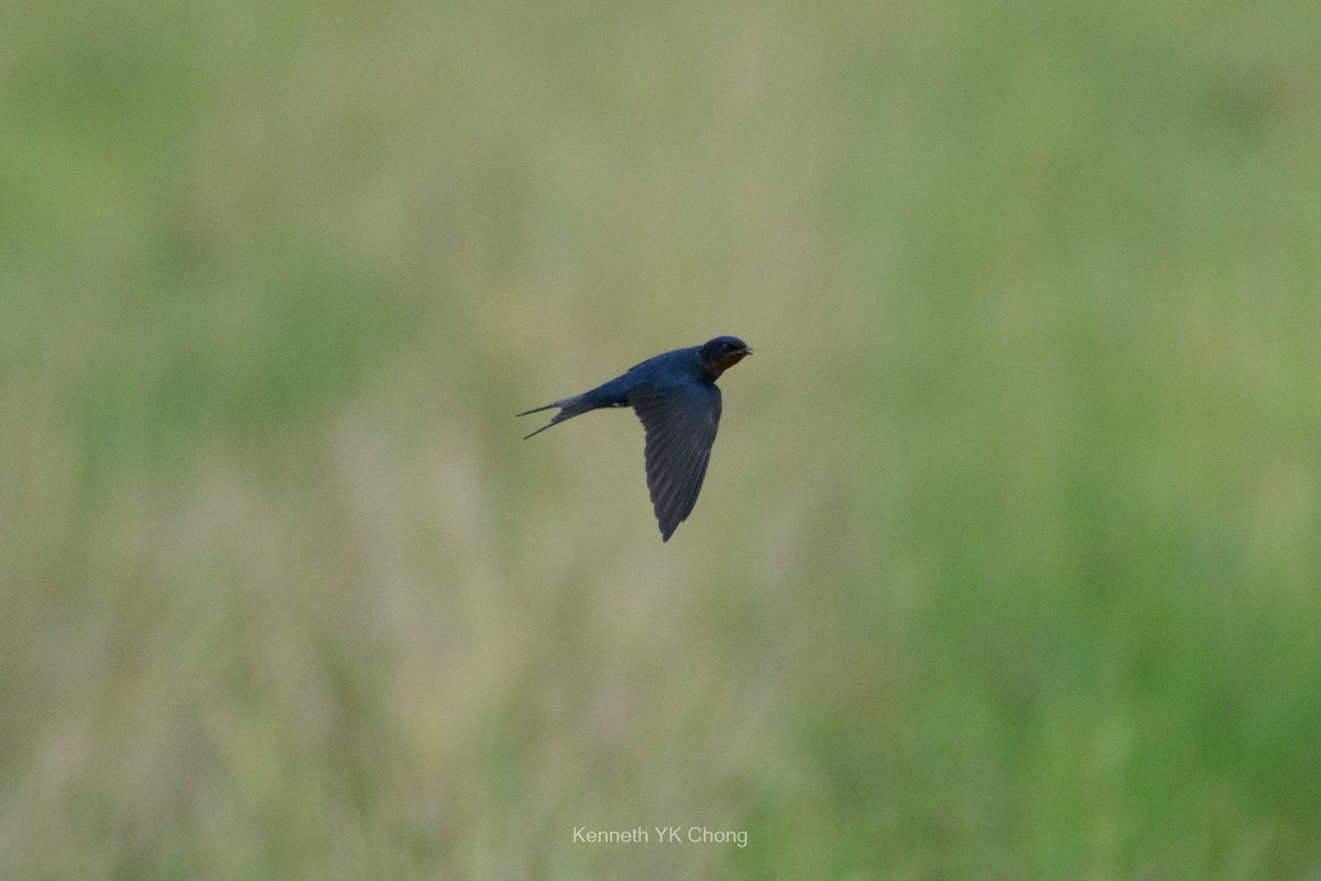 Barn Swallow - ML644960963