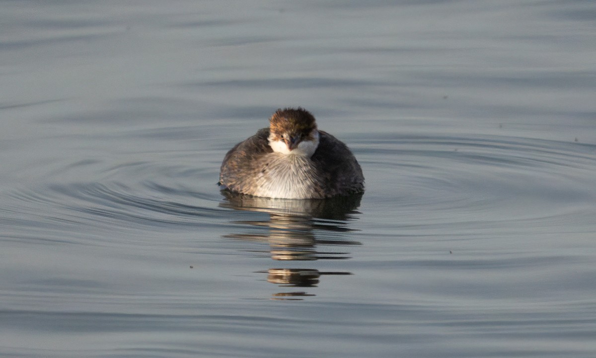 Титикакская поганка - ML644960965