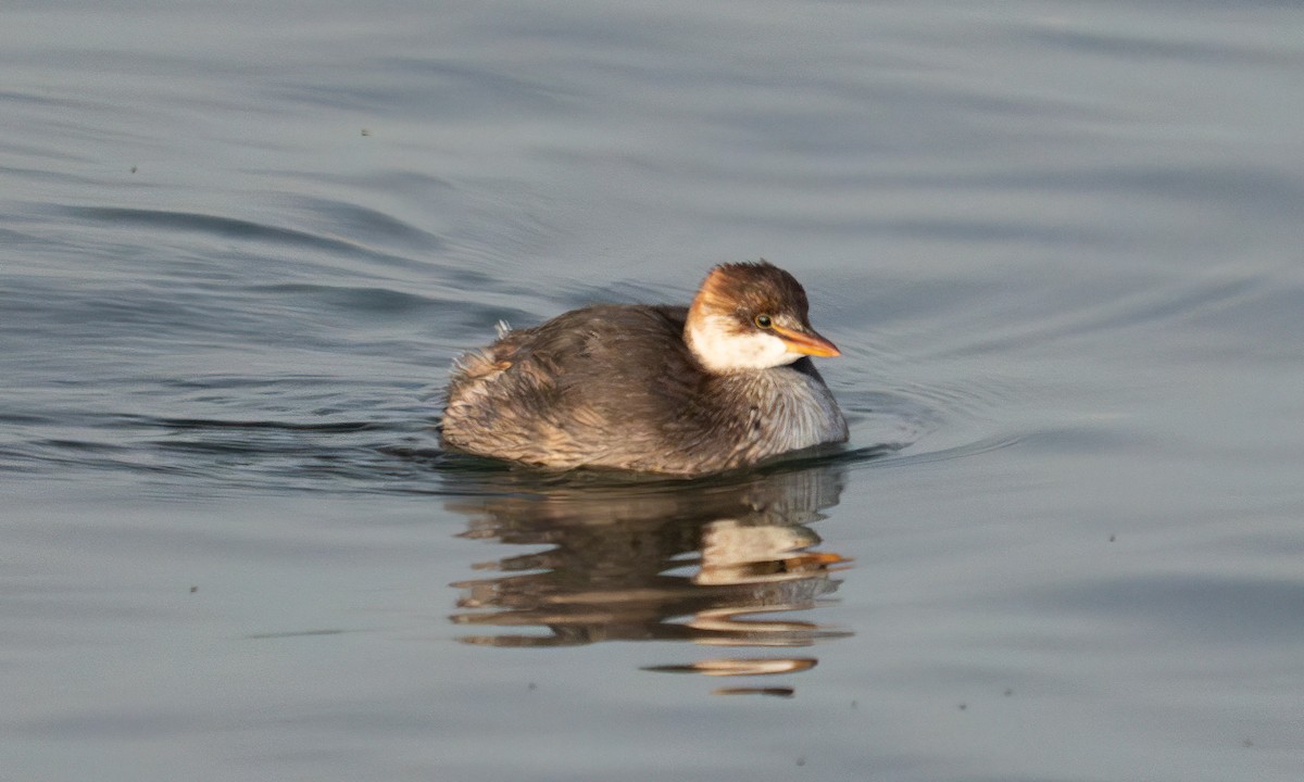 Титикакская поганка - ML644960966