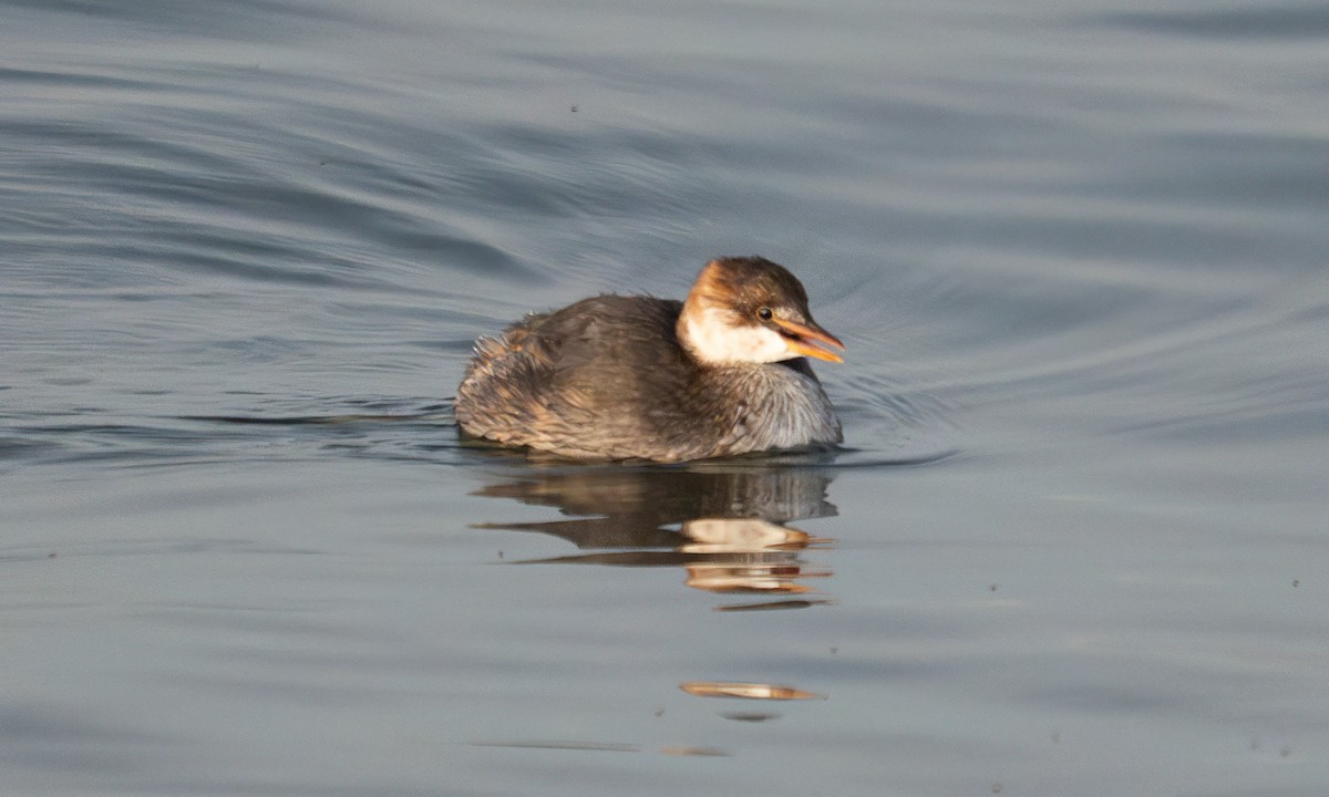 Титикакская поганка - ML644960967