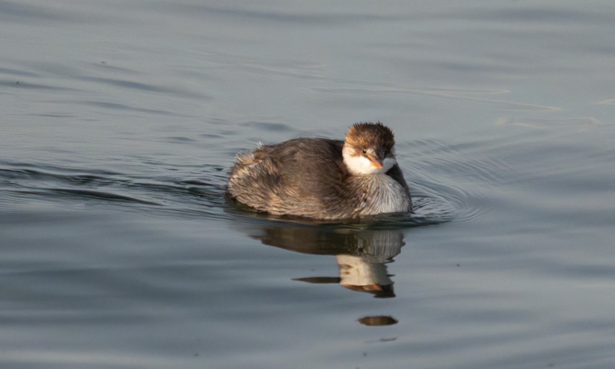 Титикакская поганка - ML644960968