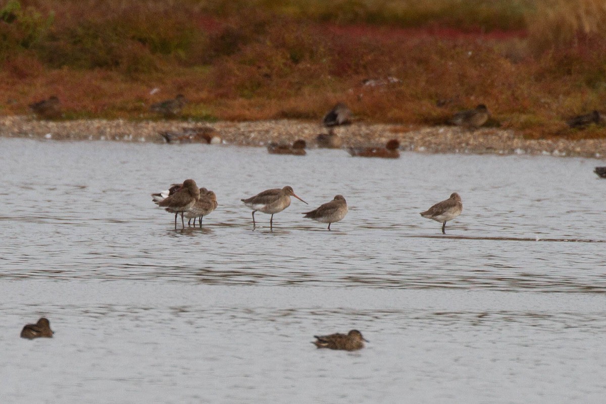 Большой веретенник - ML644960972