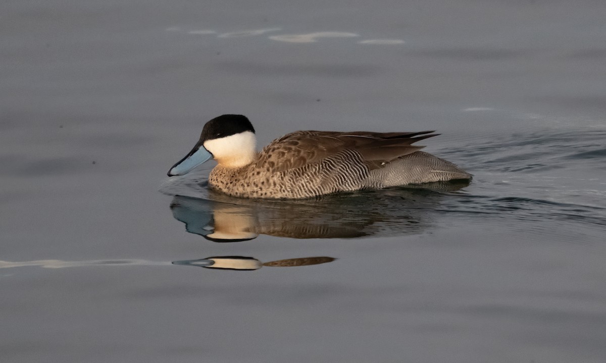 Чирок пуны - ML644960973