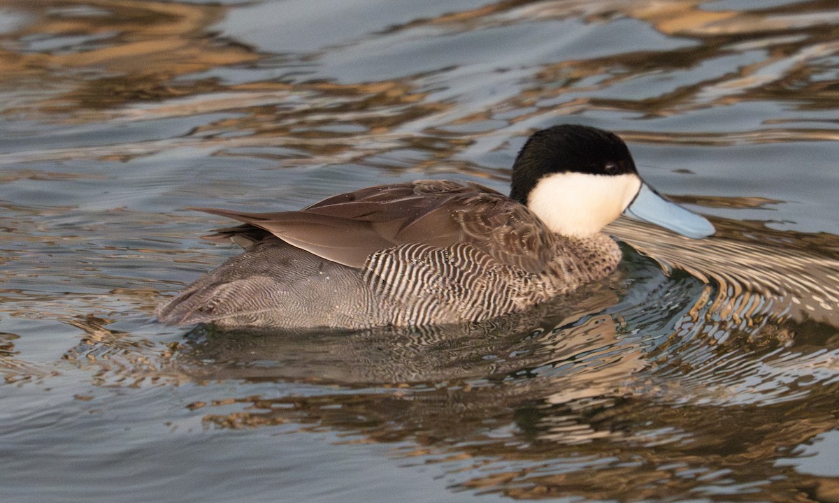 Чирок пуны - ML644960974