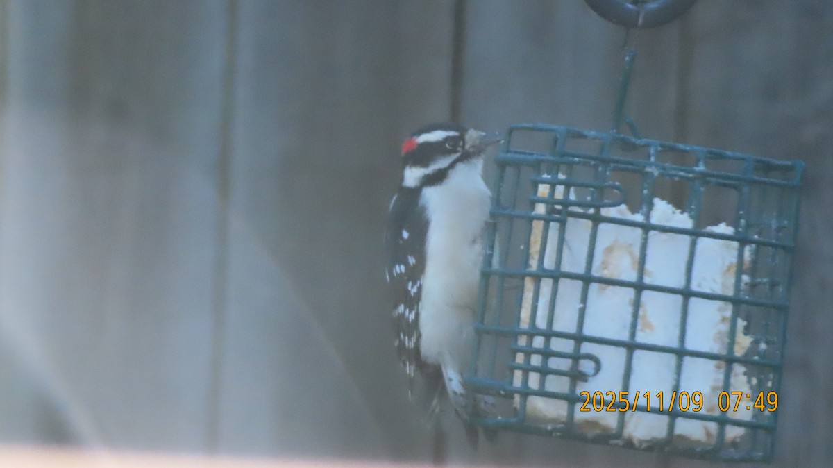 Пушистый дятел - ML644960975