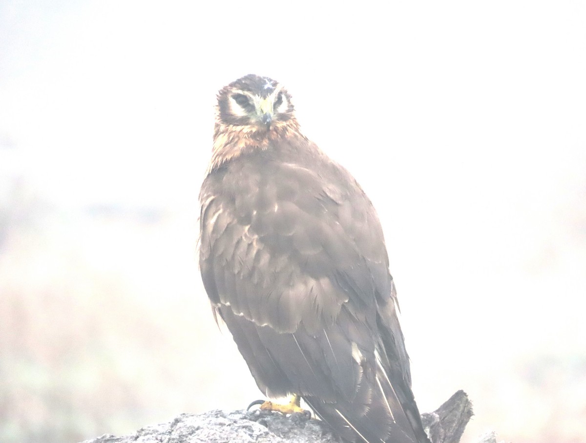 Northern Harrier - ML644960977