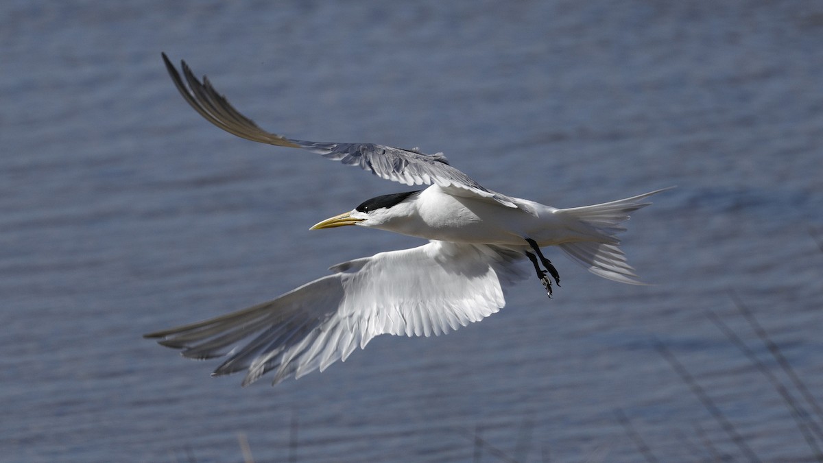 Хохлатая крачка - ML644960978