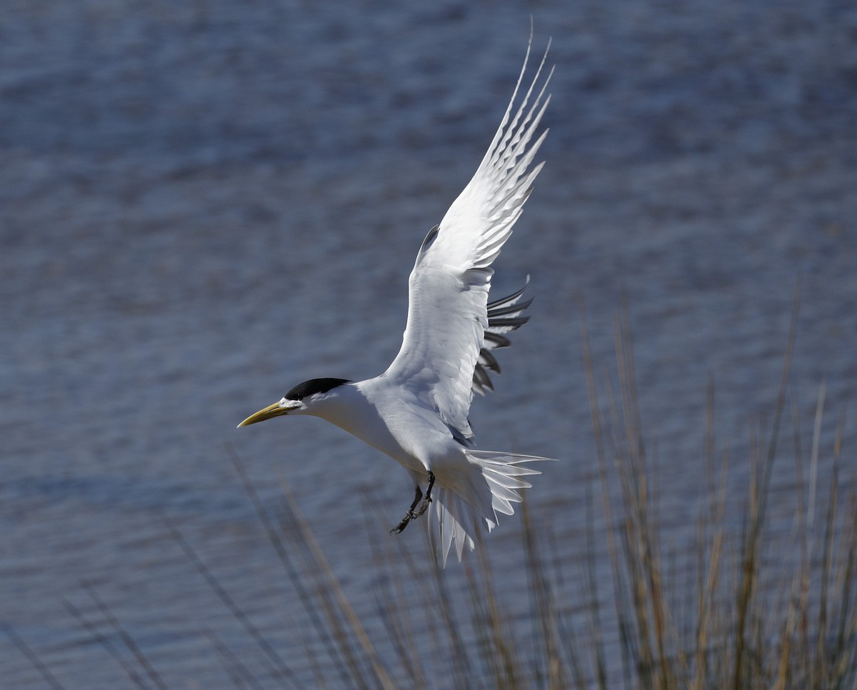 Хохлатая крачка - ML644960979