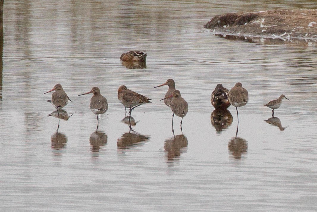 Большой веретенник - ML644960981