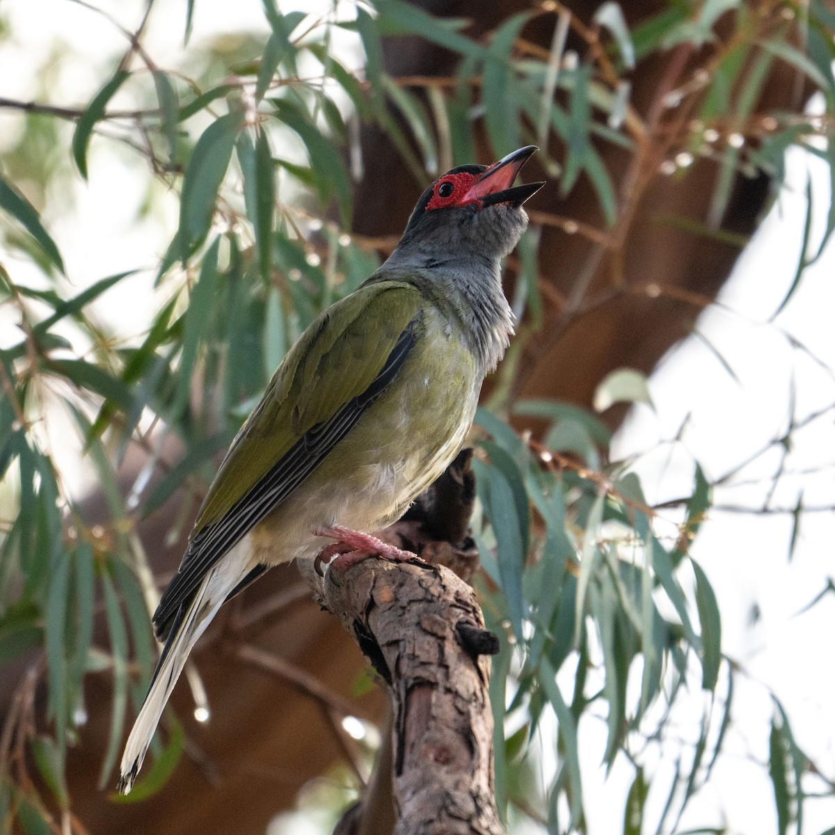 Зелёная инжирница - ML644960982