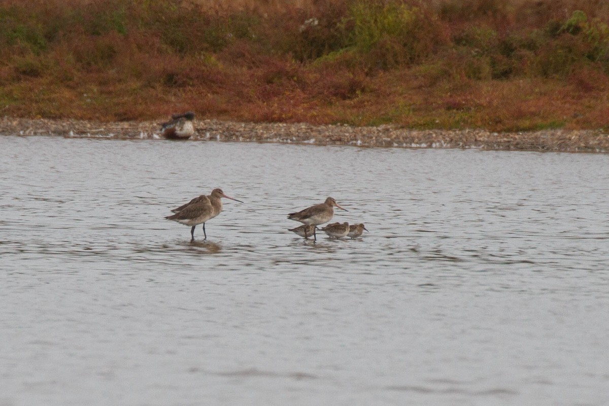 Большой веретенник - ML644960986