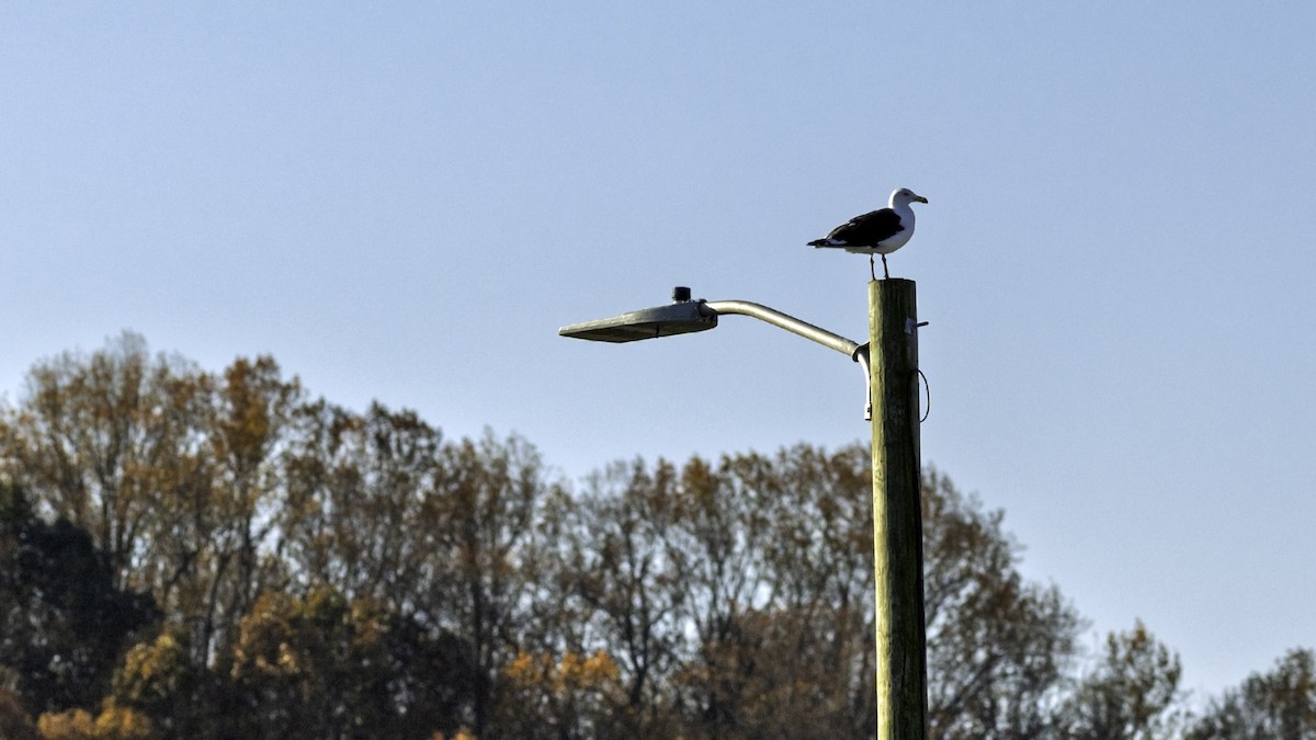 Морская чайка - ML644960987