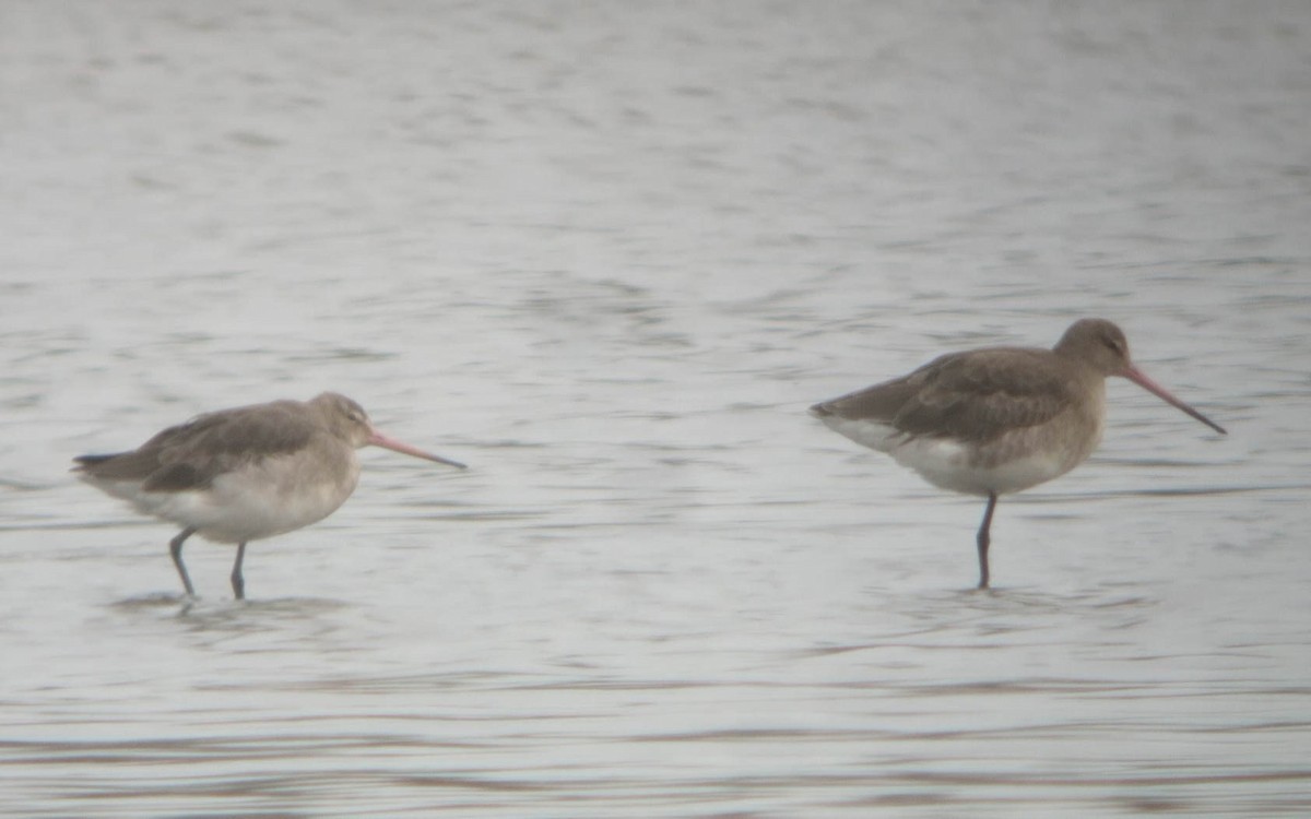 Большой веретенник - ML644960989