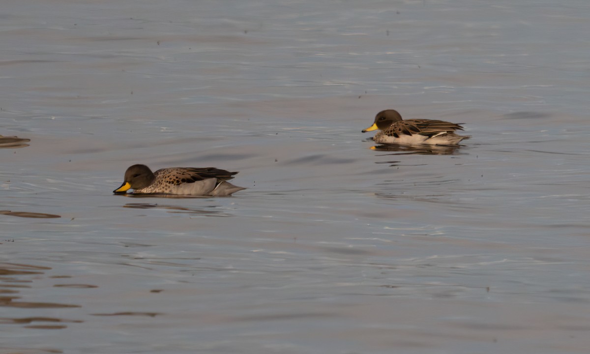 Желтоклювый чирок - ML644960991