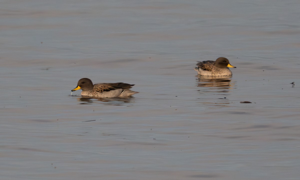 Желтоклювый чирок - ML644960992