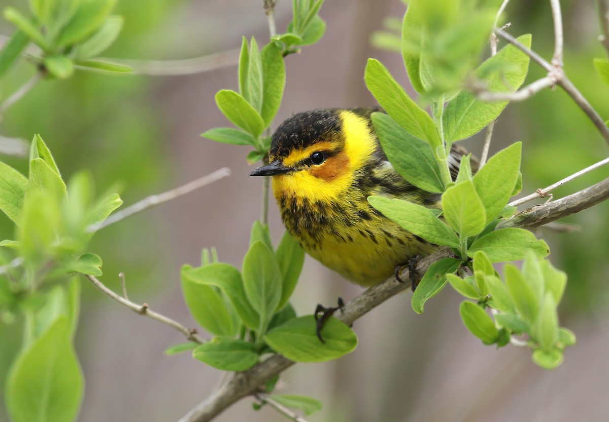 Тигровая древесница - ML644960994