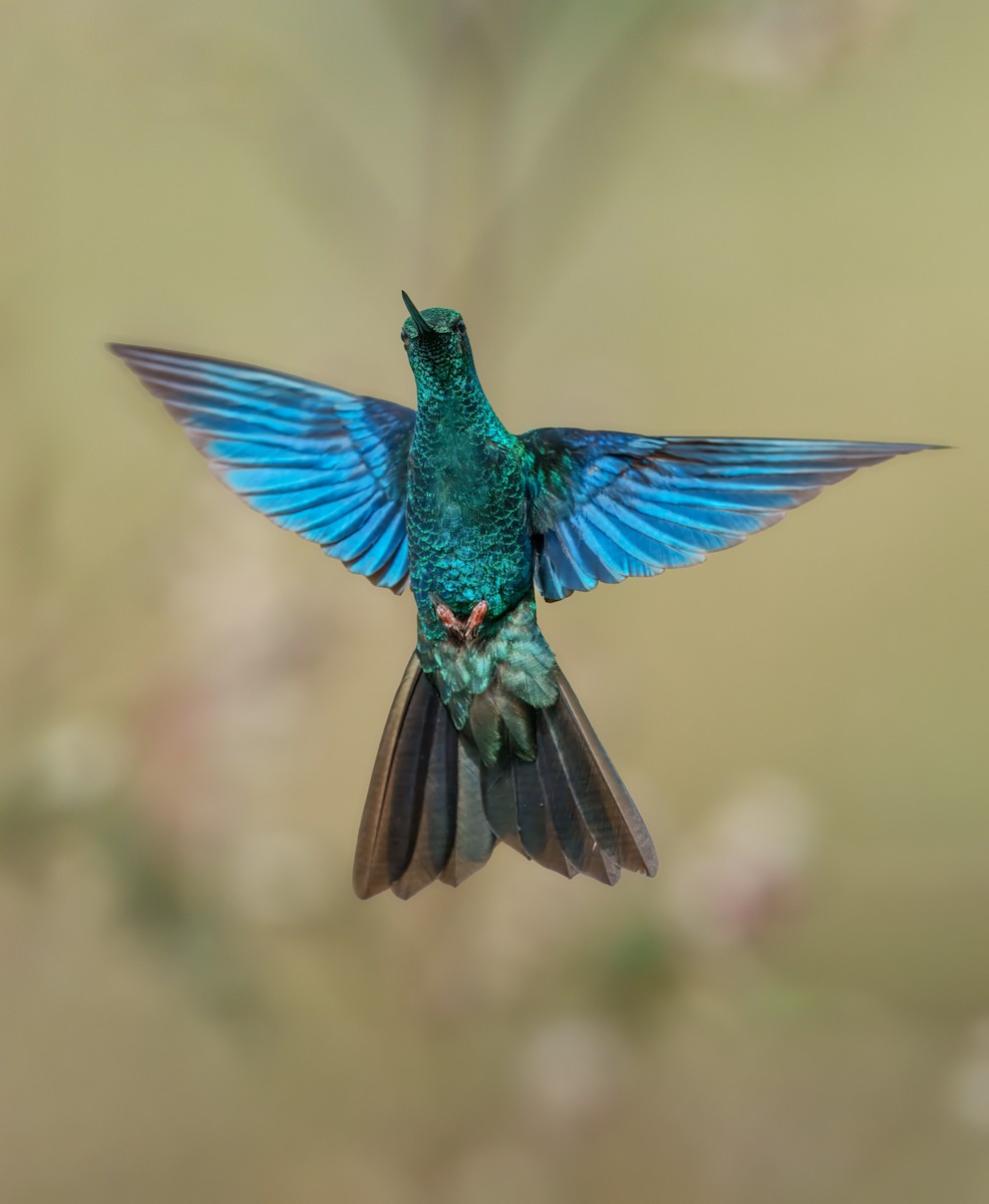 Great Sapphirewing - ML644961002